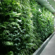 植物墻租擺